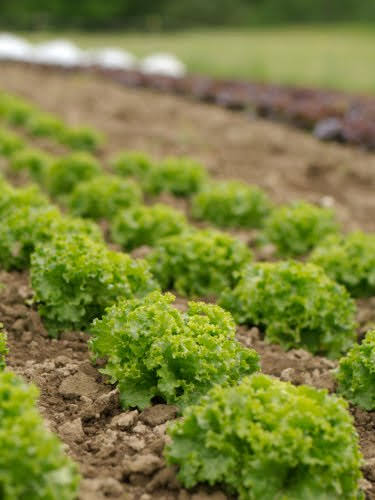 Farm Lettuce