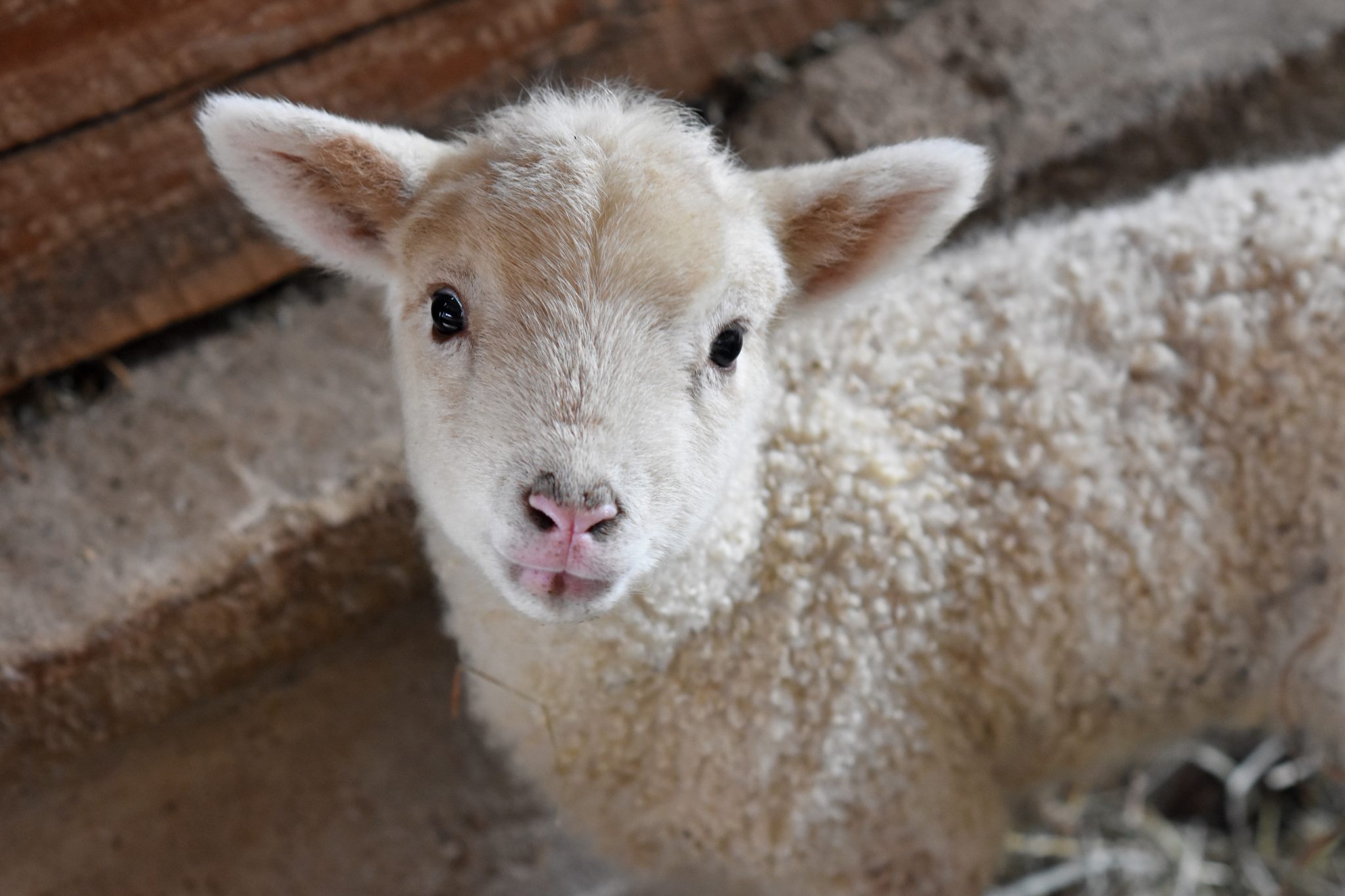 Farm Lamb